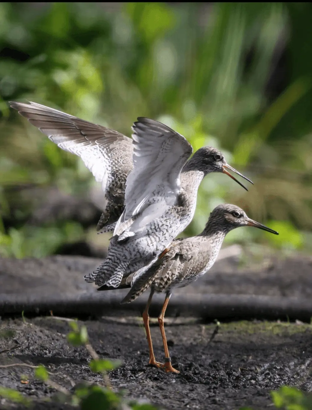 Common redshank