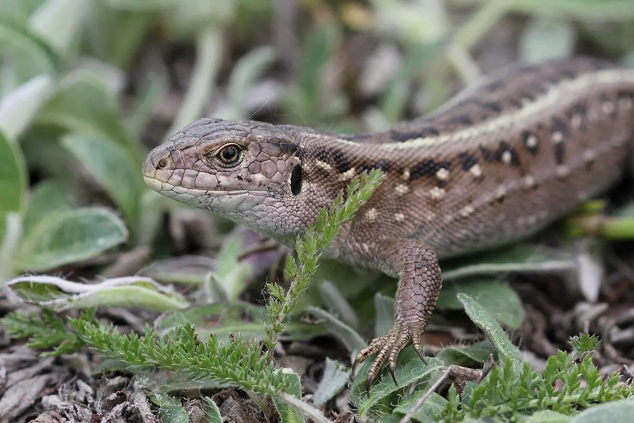 Conservation work by EAZA Polish Members