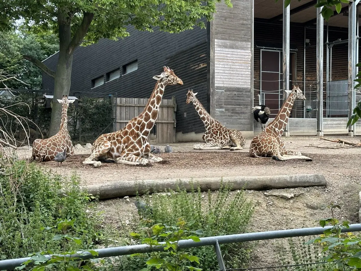 EAZA Corporate Members: Enclosure equipment